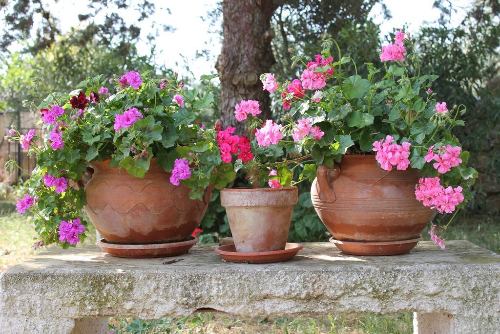 Masseria Gianecchia تْشيستيرنِنو المظهر الخارجي الصورة
